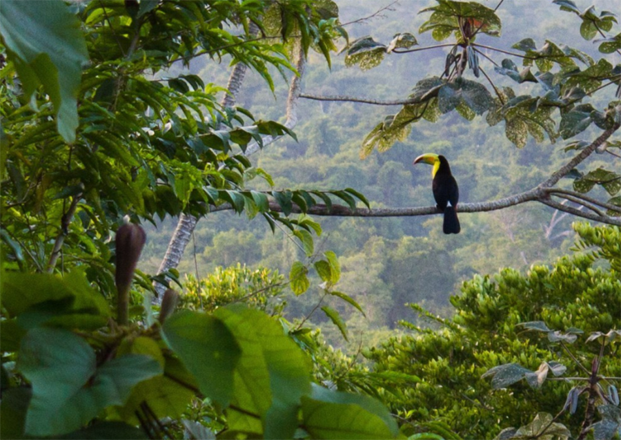 Ecos del Sureste, México